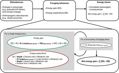 Repeated Vessel Interactions and Climate- or Fishery-Driven Changes in Prey Density Limit Energy Acquisition by Foraging Blue Whales